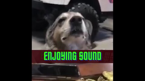 dog enjoying sound