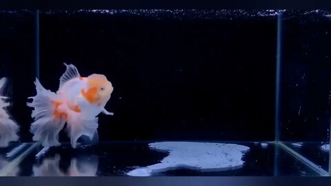 GOLD FISH | Amazingly gorgeous goldfish in the aquarium