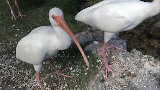 Impatient White Ibis Demands Food