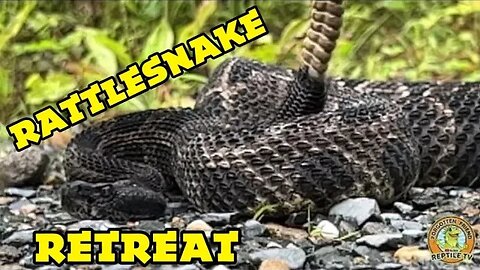 Timber Rattlesnake retreats