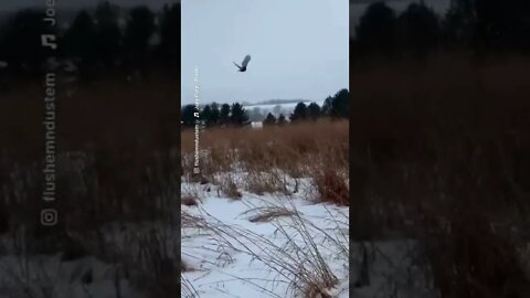 STOP Playing With It - golden retriever flushing a rooster pheasant - #pheasanthunting #shorts