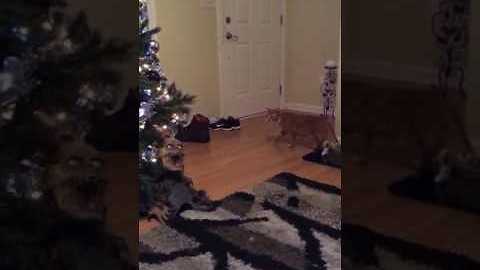 Halloween prop protects Christmas tree from cat