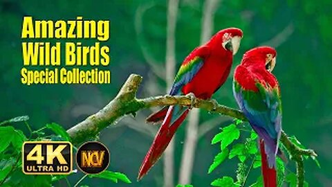 Birds Special Collection 2023 | copyright free video | Birds 4k Video Ultra Hd | Amazing Wild Birds