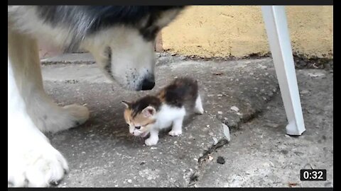 Dog scared of kitten😂