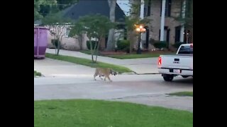 Tiger Roaming A Houston Street Leads To Confrontation