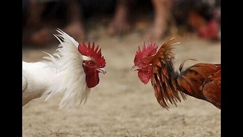 COCK FIGHTS
