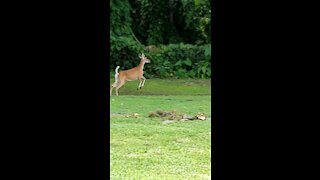 Deers at Job Site