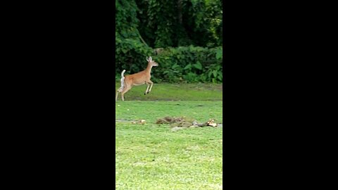 Deers at Job Site