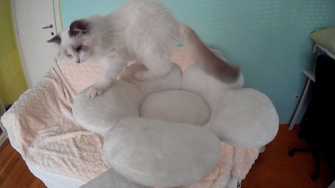 Fluffy Kitten Excited About Strange New Cat Tree