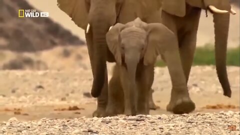 Life of Elephants [National Geographic Documentary