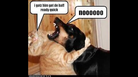 The most amazing cats and dogs very very funny