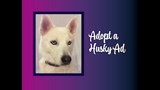 Anyone Want to Adopt a Husky?
