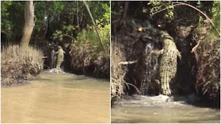 Impressionante! Coccodrillo cerca di risalire una cascata in Australia