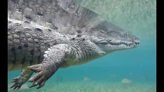Aventureiro mergulha extremamente perto de crocodilo