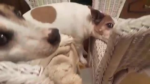 Dog Sleeps Between Two Straw Chairs With His Feet Dangling In The Air