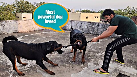 Best dog for Indian house | funny dog video | rottweiler dog | #dog #rottweiler