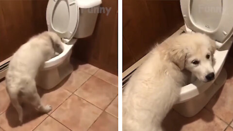 The dog is digging the toilet