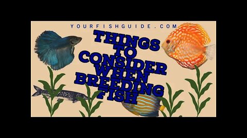 How To Make A Living Off Breeding Aquarium Fish | YourFishGuide.com