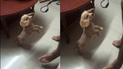 My American Cocker Spaniel (puppy) playing with me.