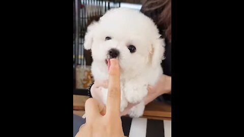 CUTEST PUPPIES - The World's Most Beautiful Bichon Frise Teacup puppies