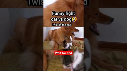 Cat vs dog fight 🤣 | ua58sb #animals