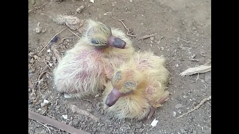 Small Baby Birds | Bulbul Baby Birds | Baby Birds | Birds Talking #babybirds #bulbul #birdstalking