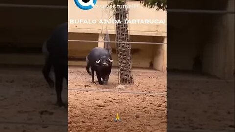 BUFALO AJUDA TARTARUGA