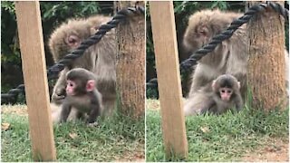 L'adorabile baby scimmia vuole giocare, lasciatela in pace!