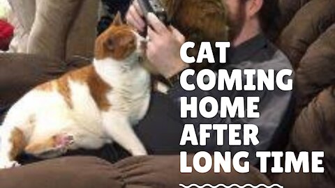 Cat Coming Home After Long Time