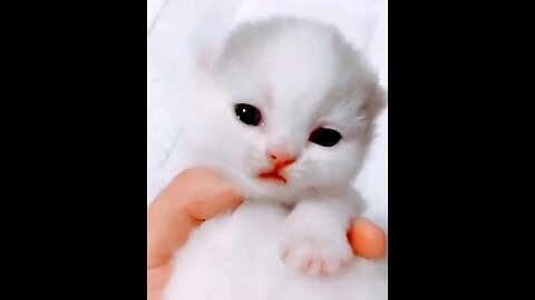 Cute cat-Baby cat sound is touching awww🥰