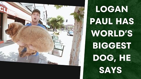 Logan paul has worlds biggest dog 🐕🧐