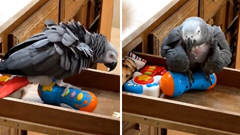 Parrot performs difficult balancing act