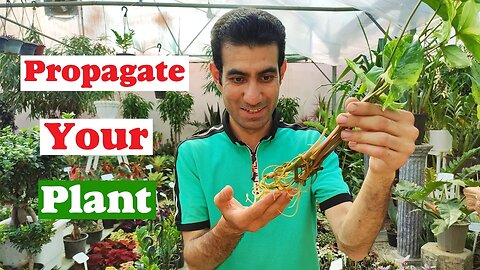 propagate syngonium | How to propagate syngonium plant at home?