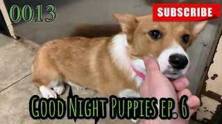 the[DOG]diaries [0013] Good Night Puppies - Episode 6 [#dogs #doggies #theDOGdiaries]