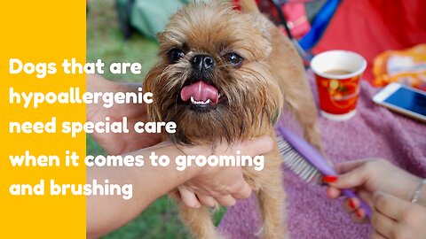 Dogs that are hypoallergenic need special care when it comes to grooming and brushing