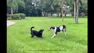 Great Danes And Friends Have Fun Playing In The Rain