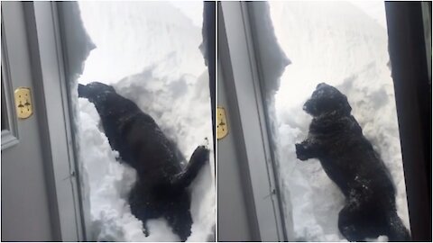 Dog Tries to Paw His Way Out of Buried Home After Newfoundland Blizzard