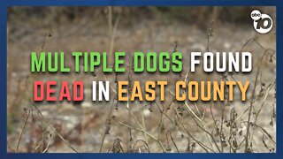 Investigation underway after four dogs were found dead in Jamul