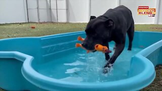 Pet Patrol SPCA Tampa Bay | Morning Blend