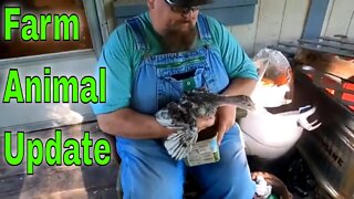 Farm Animal Update We Have Guinea Fowl