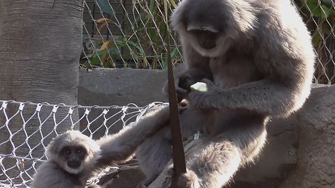 Greedy gibbon refuses to share food with youngster