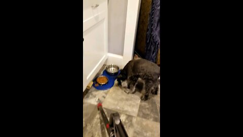 Tricking miniature schnauzer to eat