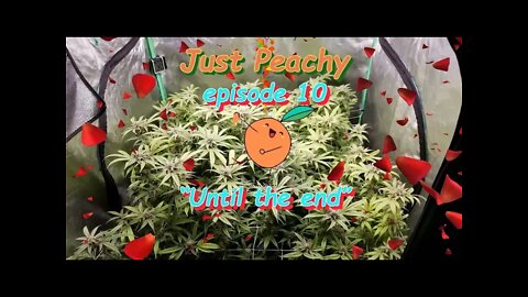 Just Peachy Ep.10 "Until the End" #GeekLight #Phenohunt #SouthBayGenetics #420 🍑🍆🍍☀😎🔨 Day 56