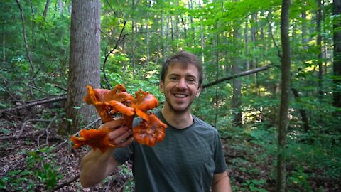 This Poison Mushroom Glows in the Dark! Jack-O'-Lantern mushroom identification and Chanterelles.