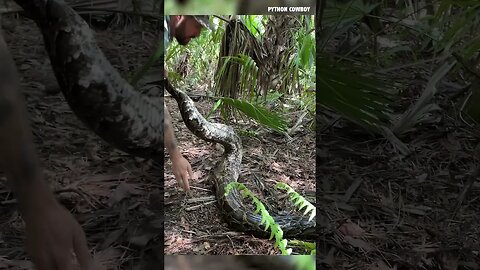 Wrestling A 14 Foot Giant Python