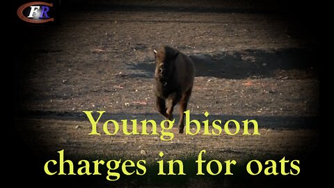 Young bison charges in for oats