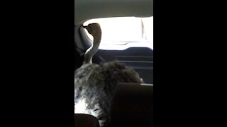 Guy drives an ostrich home in his car