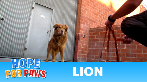 Lion Rescue! (Please share this video and help us find this lion a home).