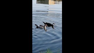 Ducks walking