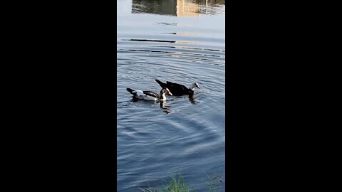 Ducks walking